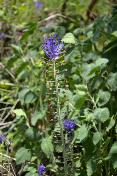 Muscari comosum